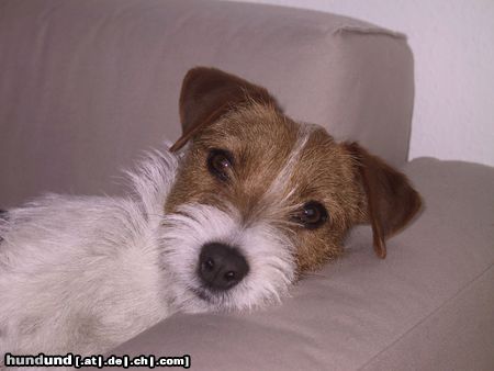 Parson-Russell-Terrier Hunde Foto 3735 Parson-Russell-Terrier Jack Attack's Nova