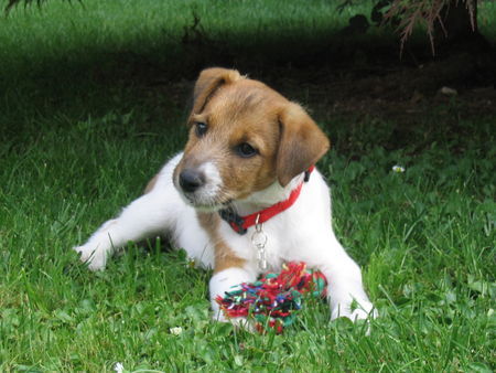 Parson-Russell-Terrier Hunde Foto 33530 in höherer Auflösung ansehen Parson-Russell-Terrier