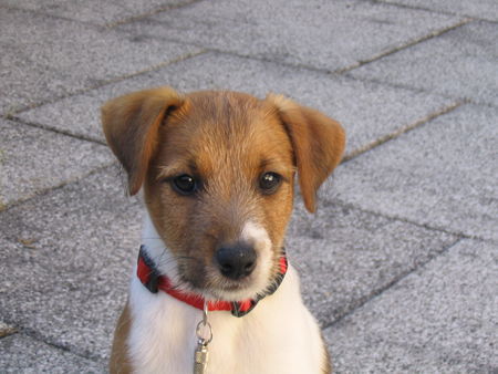 Parson-Russell-Terrier Hunde Foto 33588 in höherer Auflösung ansehen Parson-Russell-Terrier Monty unser kleiner Frechdachs !!!