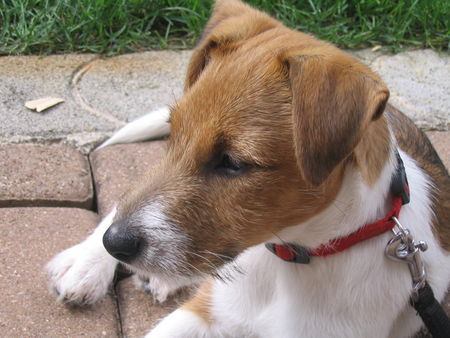 Parson-Russell-Terrier Hunde Foto 33532 in höherer Auflösung ansehen Parson-Russell-Terrier Monty