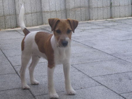 Parson-Russell-Terrier Hunde Foto 35185 in höherer Auflösung ansehen Parson-Russell-Terrier Monty