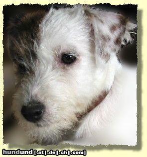 Parson-Russell-Terrier The Roadrunners Kissing Kylie