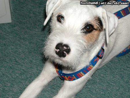 Parson-Russell-Terrier Hunde Foto 4582 Parson-Russell-Terrier IDEFIX - Dynamit von der Deutschbauerhube