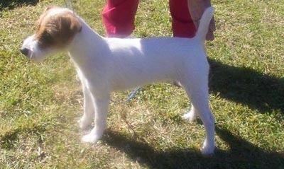 Parson-Russell-Terrier Hunde Foto 152 Parson-Russell-Terrier