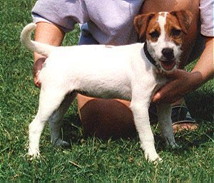Parson-Russell-Terrier Hunde Foto 154 Parson-Russell-Terrier