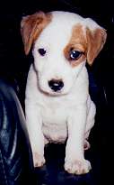 Parson-Russell-Terrier Hunde Foto 321 Parson-Russell-Terrier