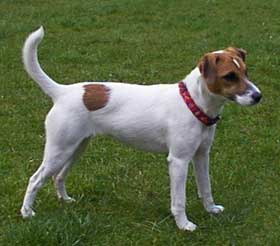 Parson-Russell-Terrier Hunde Foto 322 Parson-Russell-Terrier