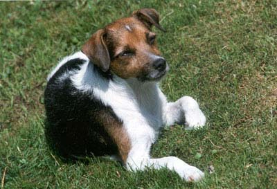 Parson-Russell-Terrier Hunde Foto 323 Parson-Russell-Terrier Amy vom Rassel-Team