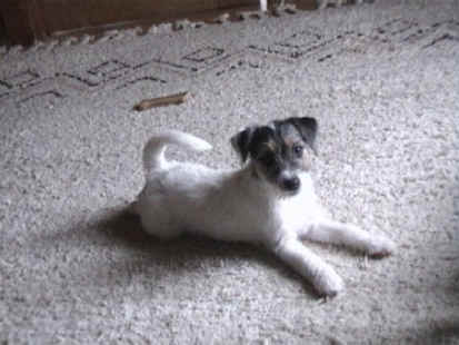 Parson-Russell-Terrier Hunde Foto 326 Parson-Russell-Terrier Leila vom Rassel-Team