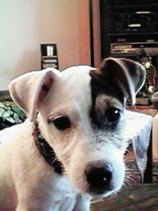 Parson-Russell-Terrier Hunde Foto 327 Parson-Russell-Terrier Sparkling Guy's