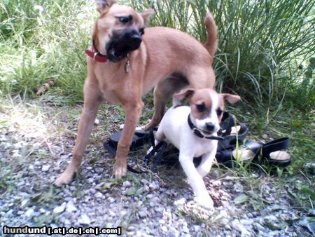 Parson-Russell-Terrier Hunde Foto 23448 in höherer Auflösung ansehen Parson-Russell-Terrier Große Lilli - kleine Luna