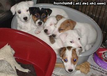 Parson-Russell-Terrier Hunde Foto 7015 Parson-Russell-Terrier Chrislotts' pups