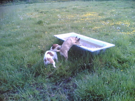 Parson-Russell-Terrier Hunde Foto 42522 Parson-Russell-Terrier und jetzt haben wir Durst