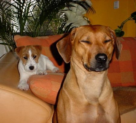 Parson-Russell-Terrier Hunde Foto 26919 Parson-Russell-Terrier Im Sitzen eingeschlafen.....