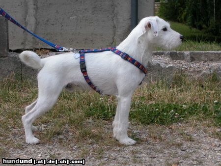 Parson-Russell-Terrier Hunde Foto 4583 Parson-Russell-Terrier IDEFIX - Dynamit von der Deutschbauerhube