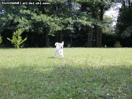 Parson-Russell-Terrier Hunde Foto 4581 Parson-Russell-Terrier IDEFIX - Dynamit von der Deutschbauerhube