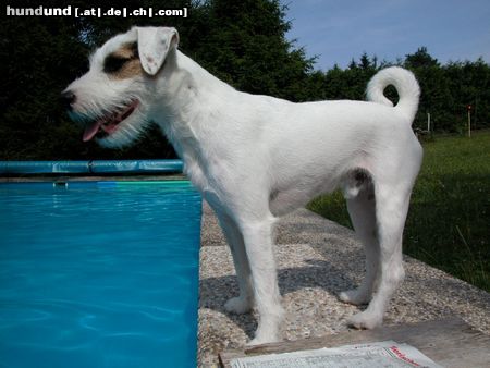 Parson-Russell-Terrier Hunde Foto 4580 Parson-Russell-Terrier IDEFIX - Dynamit von der Deutschbauerhube