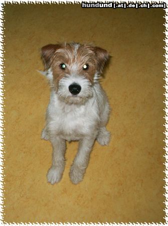 Parson-Russell-Terrier Hunde Foto 9559 Parson-Russell-Terrier Freddi