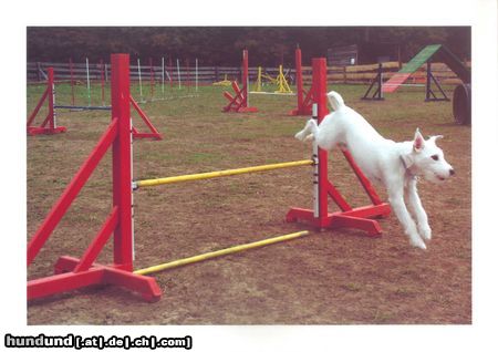 Parson-Russell-Terrier Hunde Foto 7079 Parson-Russell-Terrier Dynamit v. d. Deutschbauerhube