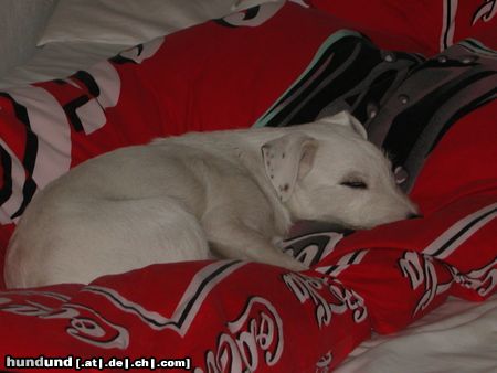 Parson-Russell-Terrier Hunde Foto 11572 Parson-Russell-Terrier IDEFIX/mein Bett, gehört mir ganz allein.
