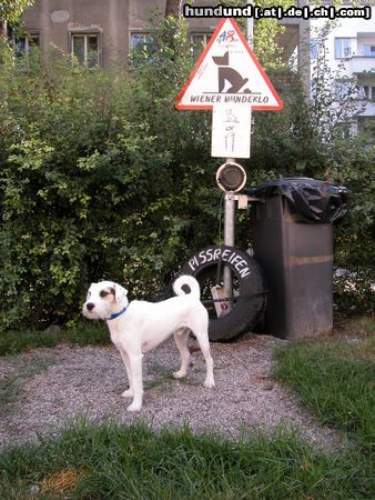 Parson-Russell-Terrier Hunde Foto 15920 in höherer Auflösung ansehen Parson-Russell-Terrier Ist das jetzt mein Hundeklo?