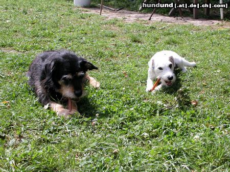 Parson-Russell-Terrier Meine beste Freundin Puppi und ich beim Essen!