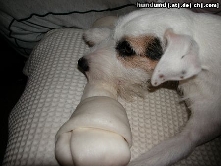 Parson-Russell-Terrier Mein grooooßer Knochen!
