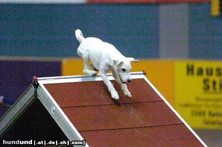 Parson-Russell-Terrier Agility macht Spass!