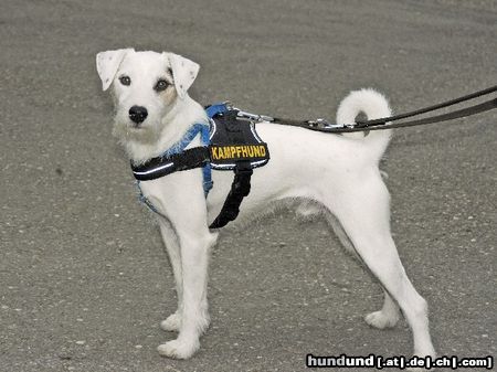 Parson-Russell-Terrier Idefix - Dynamit von der Deutschbauerhube