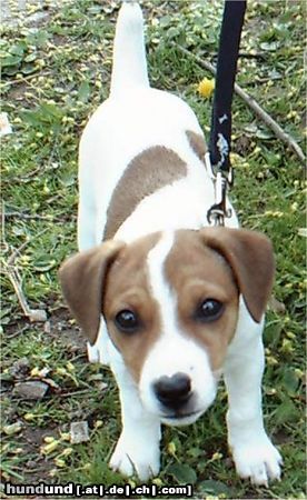 Parson-Russell-Terrier Hunde Foto 12411 Parson-Russell-Terrier Das ist Paulchen!
