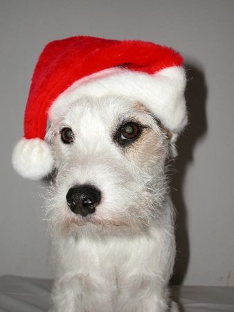 Parson-Russell-Terrier Idefix wünscht ein frohes Fest!