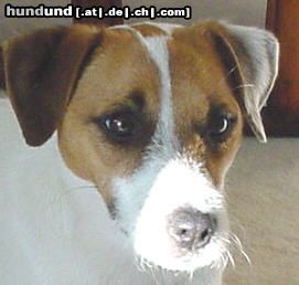 Parson-Russell-Terrier Jack's Joker Donna