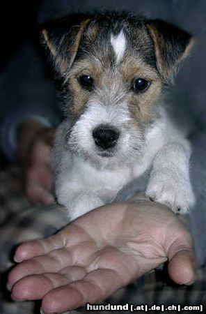 Parson-Russell-Terrier Titus