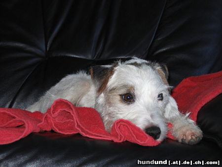 Parson-Russell-Terrier Hunde Foto 25094 in höherer Auflösung ansehen Parson-Russell-Terrier Milo beim Relaxen