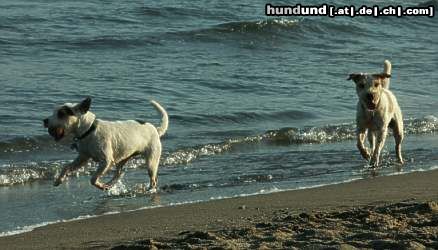 Parson-Russell-Terrier Hunde Foto 13133 Parson-Russell-Terrier Pepper und Merlin, die Feger vom Mittelmeer