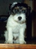 Parson-Russell-Terrier Hunde Foto 35516 Parson-Russell-Terrier Alex vom Liether Gehölz