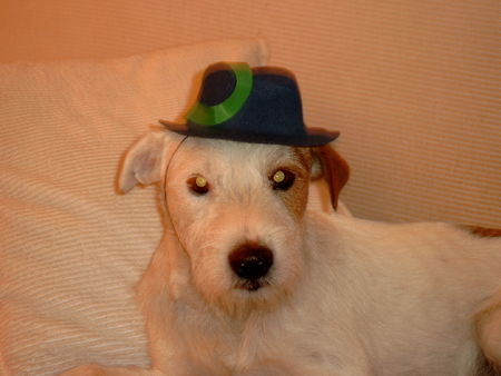 Parson-Russell-Terrier Hunde Foto 30247 Parson-Russell-Terrier Herr Alf