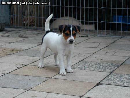 Parson-Russell-Terrier unser puppi ein paar tage bevor wir sie geholt haben/karoline von der deutschbauerhube