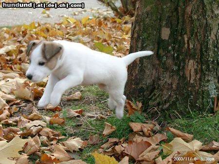 Parson-Russell-Terrier Nur fliegen ist schöner