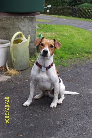 Parson-Russell-Terrier Hunde Foto 34347 in höherer Auflösung ansehen Parson-Russell-Terrier Nochmal Spike,