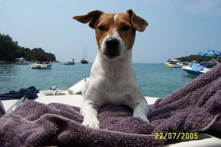 Parson-Russell-Terrier Hunde Foto 34305 in höherer Auflösung ansehen Parson-Russell-Terrier Unser Spike im Urlaub