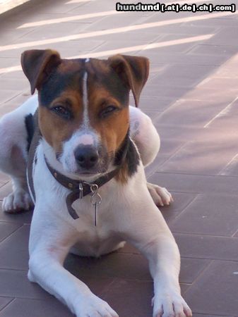 Parson-Russell-Terrier Hunde Foto 13009 Parson-Russell-Terrier Ich war im Urlaub