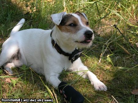 Parson-Russell-Terrier Luigi streckt die Zunge raus 