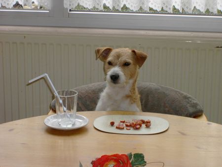 Parson-Russell-Terrier Hunde Foto 39149 Parson-Russell-Terrier Ist das `ne lahme Bedienung hier!!