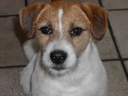 Parson-Russell-Terrier Schau mir in die Augen,Kleines!