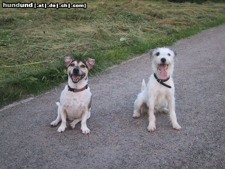 Parson-Russell-Terrier Hunde Foto 25595 Parson-Russell-Terrier Hier bin ich (Milo) mit meinem Kumpel Kurt, einem Jack Russell.