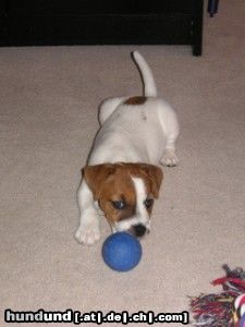 Parson-Russell-Terrier Hunde Foto 23450 Parson-Russell-Terrier Müde bin ich, geh´ zur Ruh....