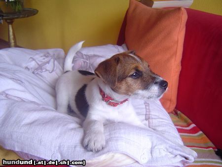 Parson-Russell-Terrier Hunde Foto 12934 Parson-Russell-Terrier Hallo ich bin Barnie