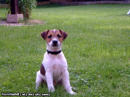 Parson-Russell-Terrier Angenehm - Barnie
