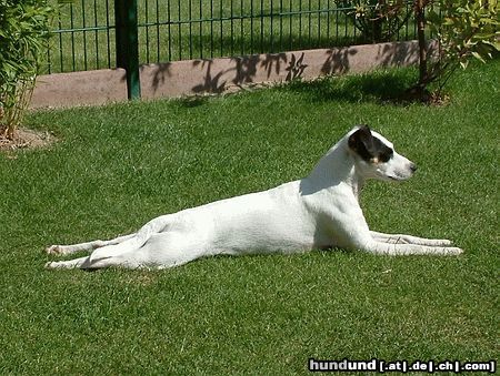 Parson-Russell-Terrier Hunde Foto 26701 Parson-Russell-Terrier Bibbi beim Sonnenbad